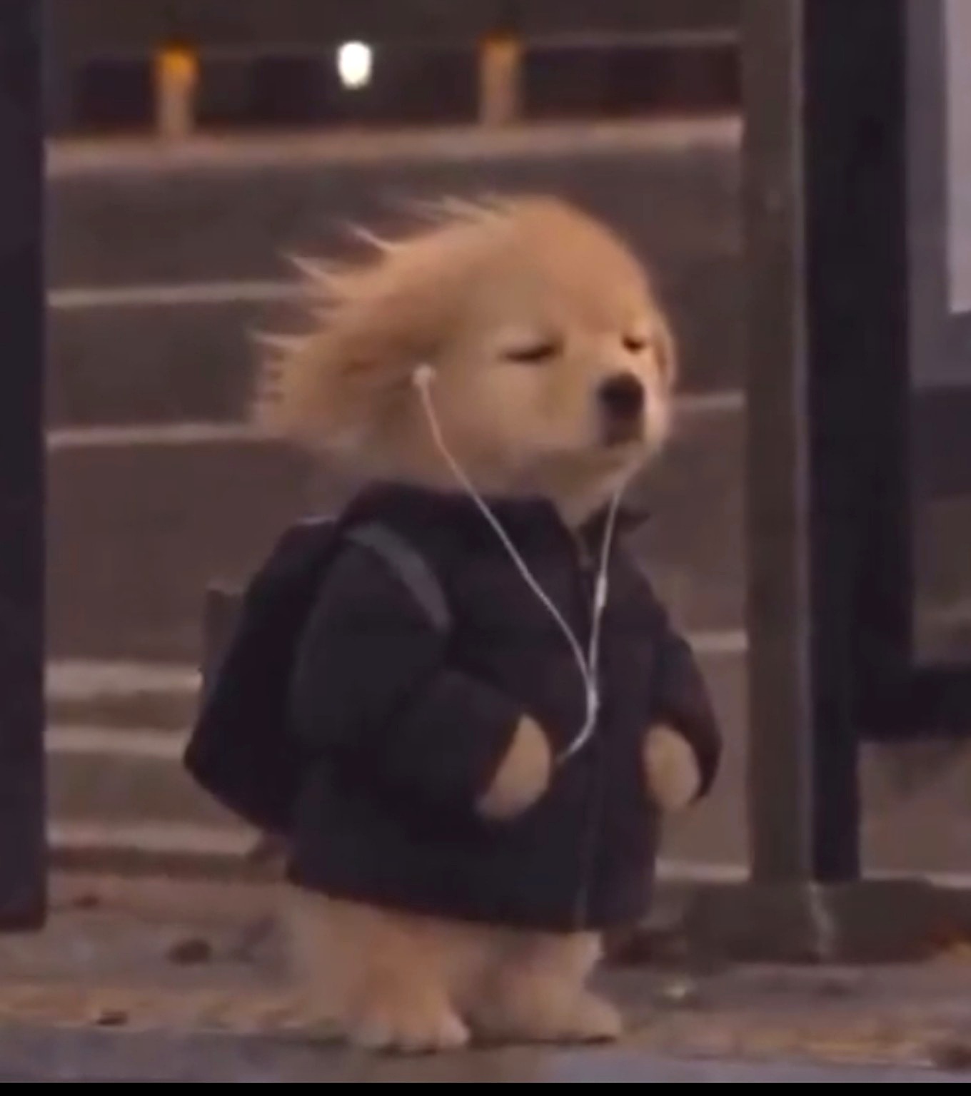 Original small dog wearing a hoodie and earphones